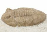 D Asaphus Plautini Trilobite Fossil - Russia #200410-2